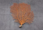 Red Orange Sea Fan Coral Echinogorgia Sp (1 Approx. 10-11+ Inches). Fixed Price $59.95.