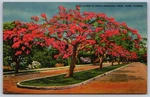 Vintage Linen Postcard Royal Poinciana Trees Miami Florida D223 AA780. Fixed Price $11.21.