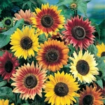Sunny Power Sunflower Mix, 10 Species, Variety Sizes, Free Shipping. Fixed Price $41.99.