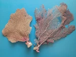 Sea Fans 3 Pc Lot Coral Branch. Fixed Price $100.00.