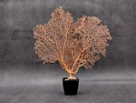 Red Orange Sea Fan Coral Echinogorgia Sp (1 Approx. 7-9+ Inches). Fixed Price $24.95.