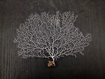 White Sea Fan Coral Gorgonia Ventalina (1 Approx. 6-7+ Inches). Fixed Price $19.95.