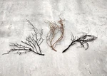 Black Sea Corals Dried Gorgonia Ventalina (3 Fans Approx. 4-5+ Inches). Fixed Price $19.95.